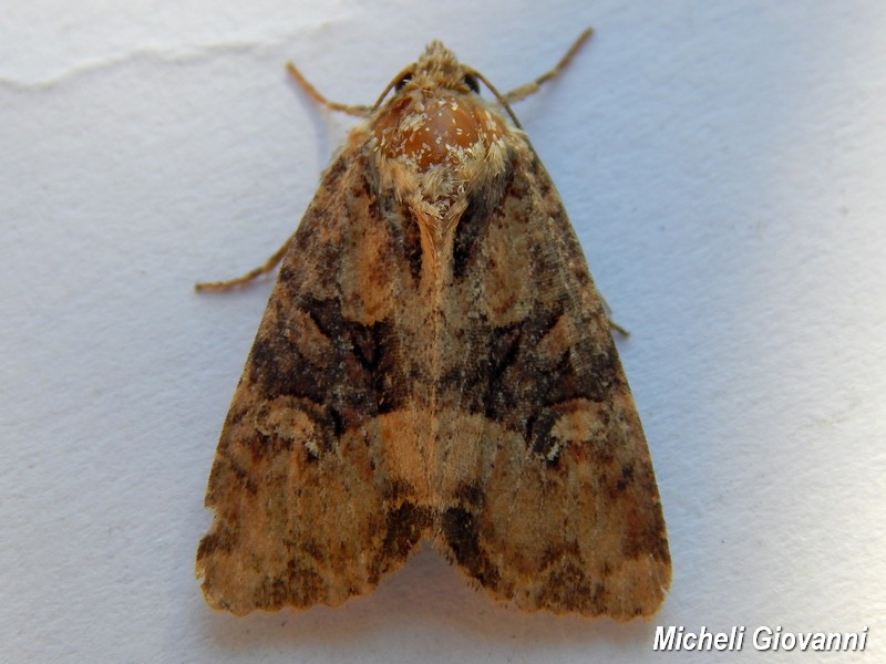 Noctuidae da ID - Litoligia literosa